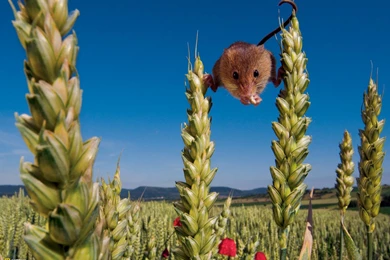 Photography   Desktop Wallpapers   National Geographic Magazine