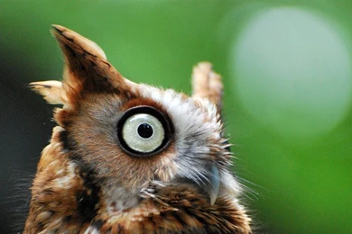 Owl North Carolina  National Geographic Wallpapers Selected ...