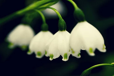 HD Flowers Wallpapers 4 － Flower Wallpapers   Free Download ...