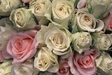 Flowers Combination - Flower Wallpapers Free Download ...