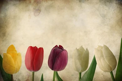 Nice Flower Hd Desktop Wallpapers