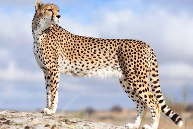 Excellent Cheetah Simulator Android Apps On Google Play Cheetah ...