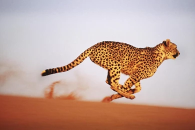 Cheetah Wallpapers   Android Apps And Tests   AndroidPIT