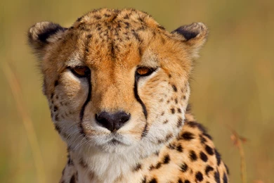 Cheetah Computer Wallpapers, Desktop Backgrounds