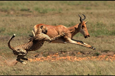 Cheetah Computer Wallpapers, Desktop Backgrounds