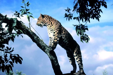 Cheetah Wallpapers Mobile   Uncalke.com