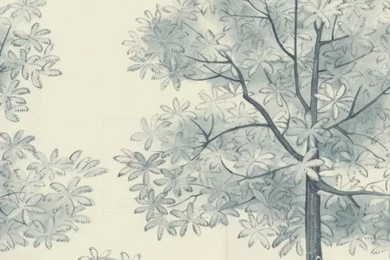 Designers Guild   Rosa Chinensis   Designers Guild Arboretum ...