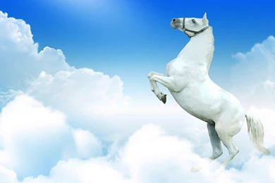 Oversized Galloping Horses Wallpapers 4 － Animal Wallpapers   Free ...