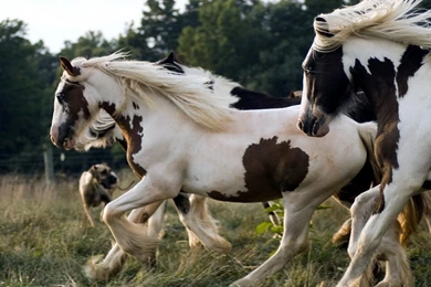 Running Horse Animals Wallpapers