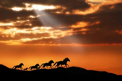 Wallpapers Of Animal: Several Horses Running In The Dusk