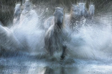 Seven Horses Wallpapers   Wallpapers Zone