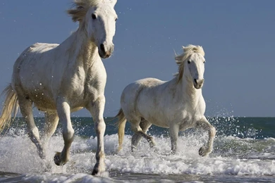 Wallpapers Running Horses White Runing Design 2560x2048