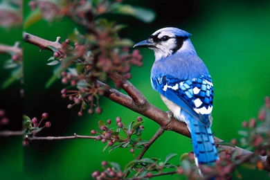 Desktop Hd Wallpapers Free Download_hd Wallpaper_Desktop Wallpapers ...