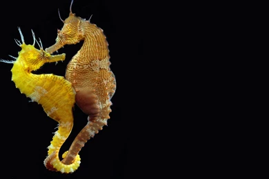 Lined, Seahorse, High, Definition, Wallpaper, For, Desktop ...