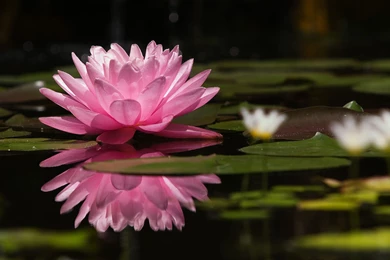Pink Water Lily Wallpaper Backgrounds 3273 2560x1600   UMad.com
