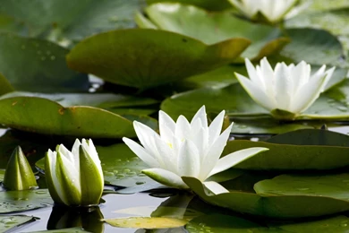 Download Wallpapers 2048x1152 Water Lilies, White, Pond, Leaves ...