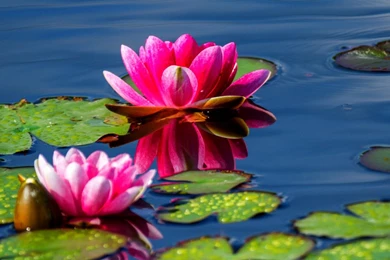 Water Lily Wallpapers HD Download
