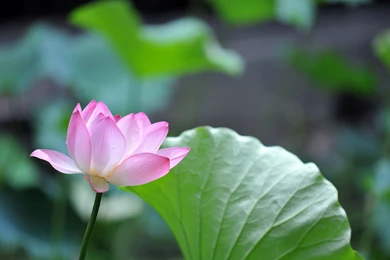 Water Lily Flower Wallpapers 3277 2880x1800   UMad.com