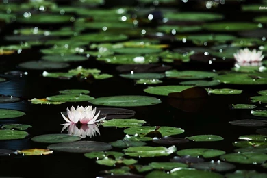 Water Lily Wallpapers