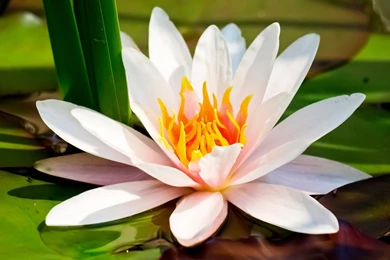 YouWall   Water Lily Wallpapers   Wallpaper,wallpapers,free ...