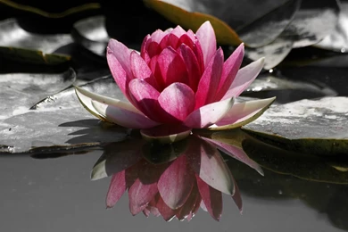 1280x1024 Water Lily Desktop PC And Mac Wallpapers