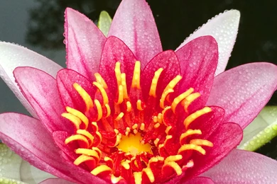 Wallpapers Of The Week: The Water Lily