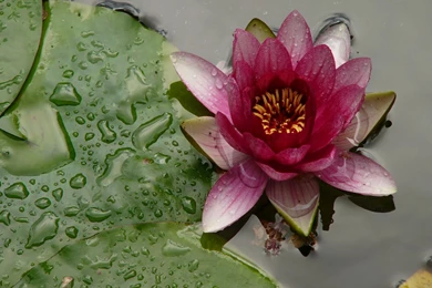 Pink And Yellow Water Lily Wallpapers   The Pond Blog