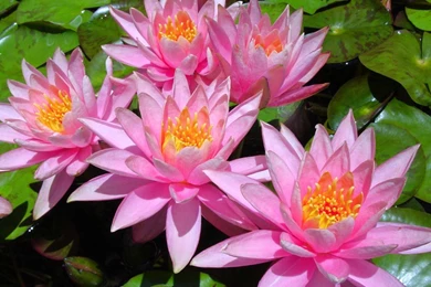 Water Lilies – Free Wallpapers