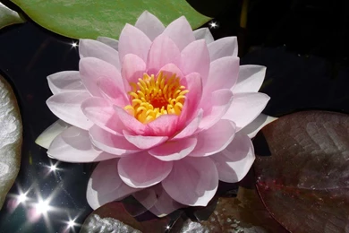 Water Lilies – Free Wallpapers