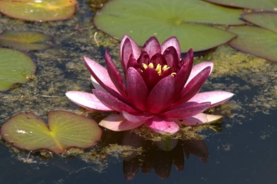 Water Lilies Wallpaper, Nymphea High Resolution, Water Lily ...