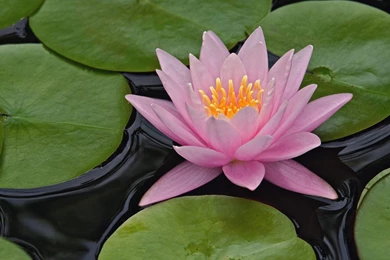 Hybrid Water Lily Louisville Kentucky 1280*1024 Wallpapers 30 ...