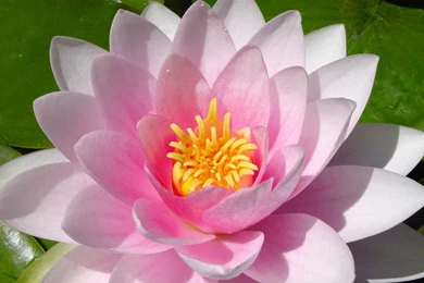 The Hallandia Water Lily Wallpapers   Original