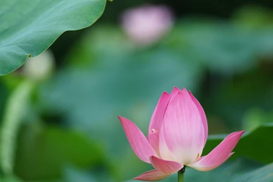 Lotus Water Lily Pink Flower Wallpapers Iphone
