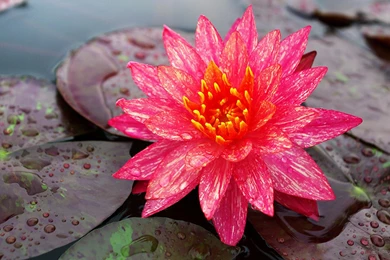Water Lily   (