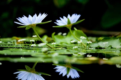 Flowers Reflections Water Lilies White Wallpapers
