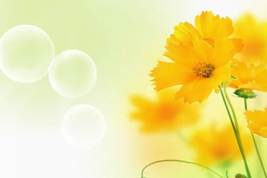 Sensual Spring >> HD Wallpaper, Get It Now!