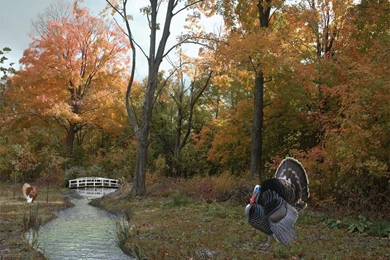 Thanksgiving Day Scene Wallpapers 2   Crazy Frankenstein