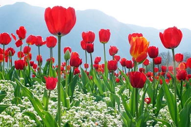 Wallpapers: Red Tulips Wallpapers