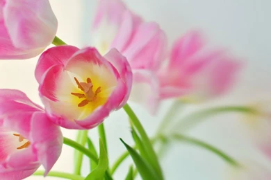 Tulips Wallpapers For Computer Desktop