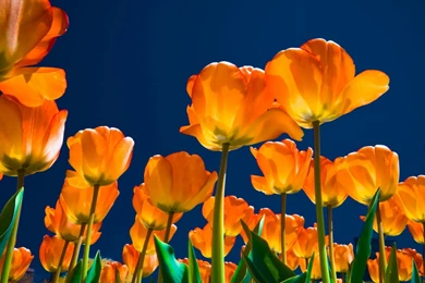 1280x800 Affectionate Tulips Desktop PC And Mac Wallpapers