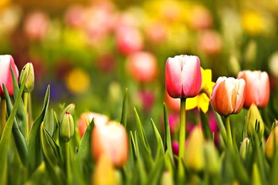 Red Tulips Clipart   Wallpaper.