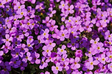 Purple Flowers Wallpapers