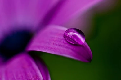 Cool Purple Flower Wallpapers