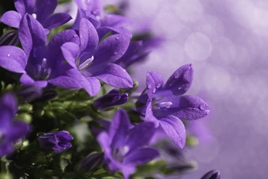 PURPLE FLOWERS WALLPAPER   (