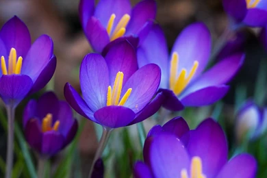 Purple Flowers Images And Wallpapers Download