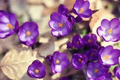 Beautiful Purple Flower Wallpapers Iphone : Flower Wallpapers ...