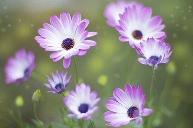 Purple Spring Flowers Wallpapers For Desktop, PC & Mobile