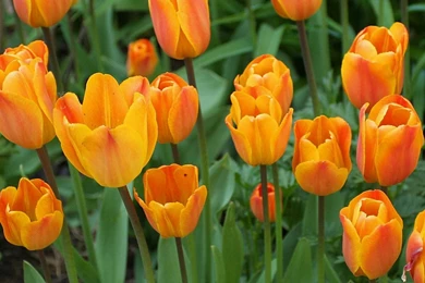 YouWall   Orange Tulips Wallpapers   Wallpaper,wallpapers,free ...