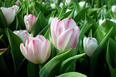 Tulip Flower Wallpapers   Wallpapers Cave