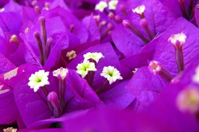 Pakistani Cricket Player: Purple Flowers Wallpapers